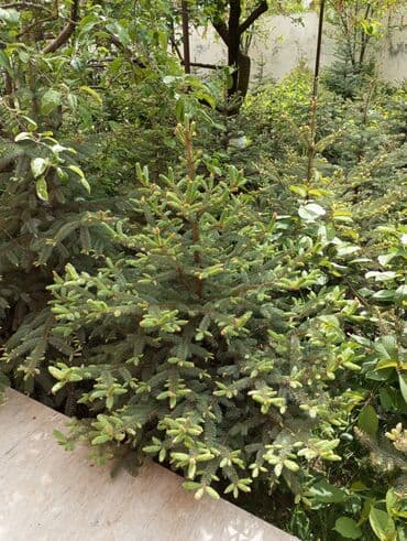 dibcək gulləri ev gulleri ve adlari: Hərkəsə salam😀 Quba ərazisində krimlovski şam ağaclarının topdan və — 7