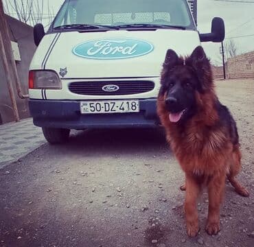 немецкие овчарки щенки купить: Немецкая овчарка, Самец — 6