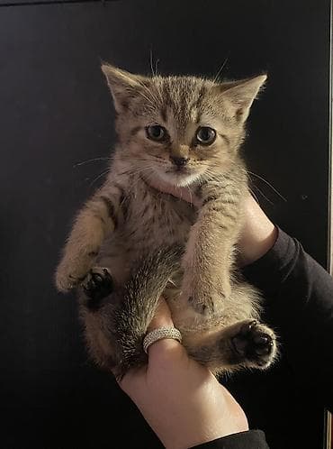 bars bit dermani: Yaxşı əllərə — 2