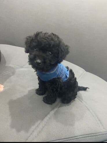 şkaf satışı: Satlır — 1