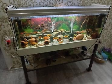 gence dovsan: Dördbucaq akvarium, Boş, 260 l — 5