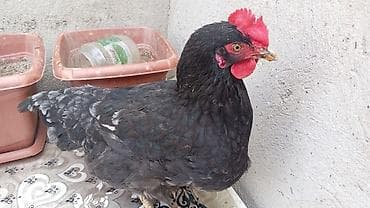 cins inekler azerbaycanda: Toyuq, Australorp, Yumurtalıq, Ünvandan götürmə — 6