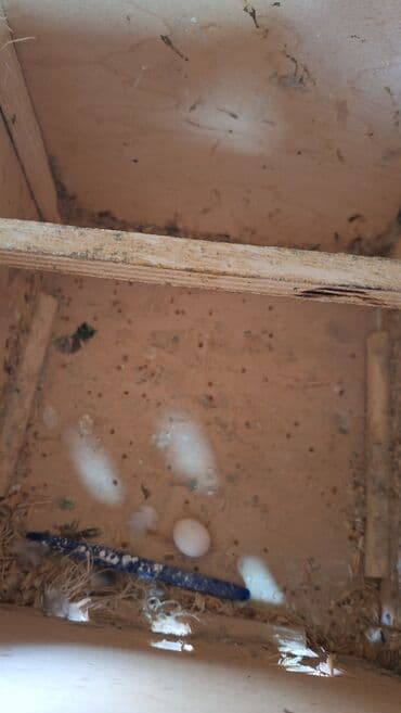 hazır hicablar: Hazır bala veren quşlar dı altında yumurta var hemide yeke yeke — 9