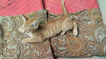 heyvanlar: Tabbi, Yaxşı əllərə — 1