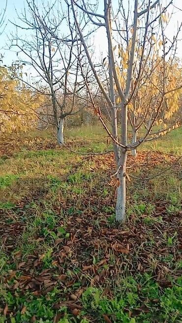 6 sot, Kənd təsərrüfatı, Makler, Kupça (Çıxarış) lalafo.az -da 6 sot, Kənd təsərrüfatı, Makler, Kupça (Çıxarış)