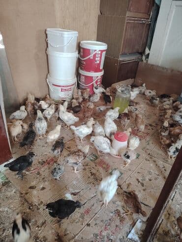 en cox sud veren inekler: Kənd cücələri yerli cücələr 1 ayqlıdılar qiyməti 2.50 çox götürən — 3