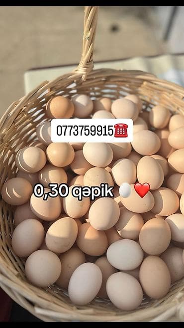 kənd məhsulları: Kənd toyuğu Toyuq Bütöv, Pərakəndə, Ödənişli çatdırılma — 5