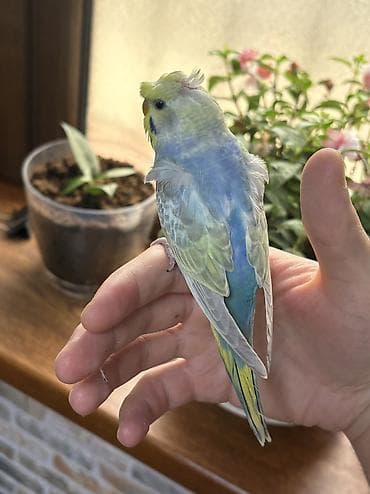 popugay: 2 ədəd 1 ay yarımlıq gözəl rəngli RAİNBOW tutuquşu. Ələ öyrətməyin tam — 1