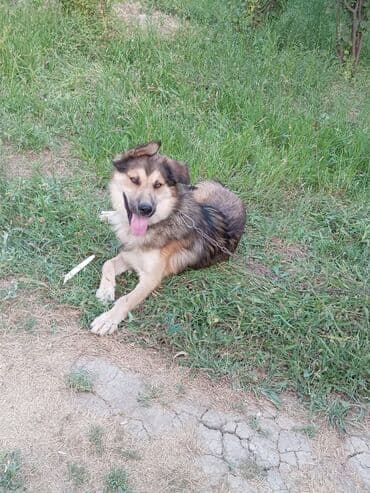 balaca it sekilleri: Xaski, 1 ay, Erkek, Peyvəndli, Ünvandan götürmə — 3