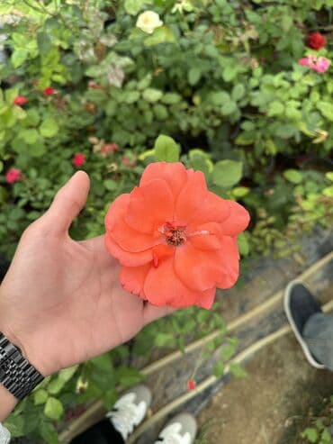 şaxtagülü qiyməti: Qızıl güllər satılır✅ İstənilən qədər var✅ Rəng çeşitləridə var✅ — 4