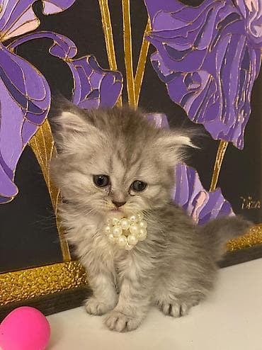 satılıq pişiklər: Şotland — 2