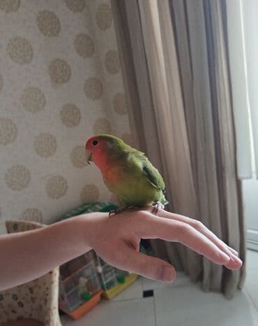 quş yuvasi: Hazir cütdü qefesi, yuvasiyem qabis, su qabi hamisi bir yerde — 1