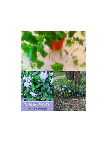elde gul sekilleri: Barvinok (Vinca minor) – saksıda sürünən, həmişəyaşıl dekorativ bitki — 1