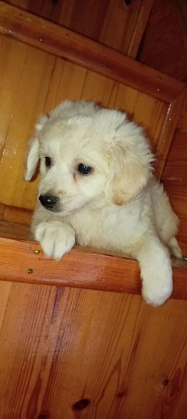 İtlər: Pudel, 3 ay, Erkek, Ödənişli çatdırılma — 3