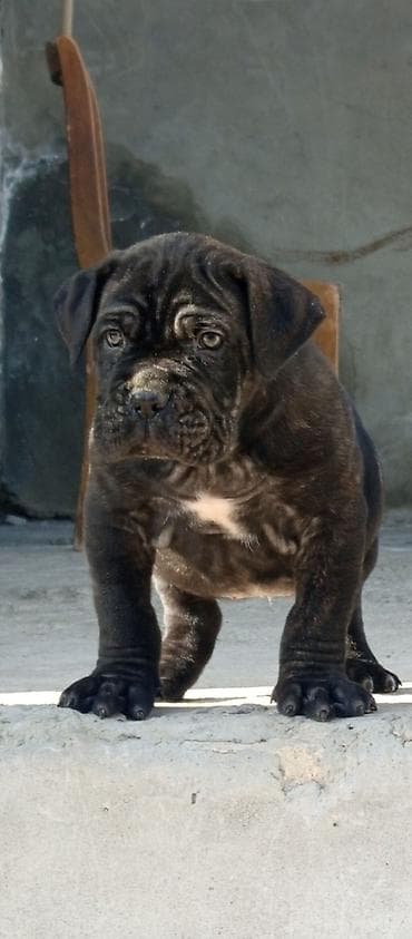 pudil iti satilir: Kane-Korso, 1 ay, Erkek, Sənədli, Ünvandan götürmə, Pulsuz çatdırılma, Rayonlara çatdırılma — 1