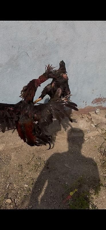 çin aslani: Məhsul: Uzunboyun, güclü skeletli cinsindən xoruz Təsvir: - Boyun və — 2