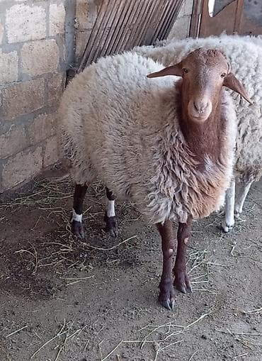 Бараны, овцы: Erkey qoyun damazlig — 2