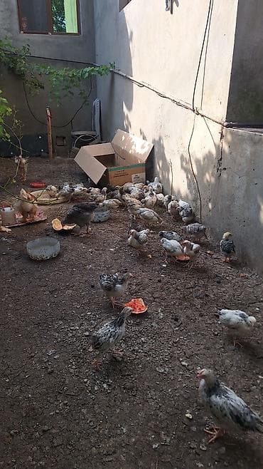Toyuq cücələri, Ətlik lalafo.az -da Toyuq cücələri, Ətlik