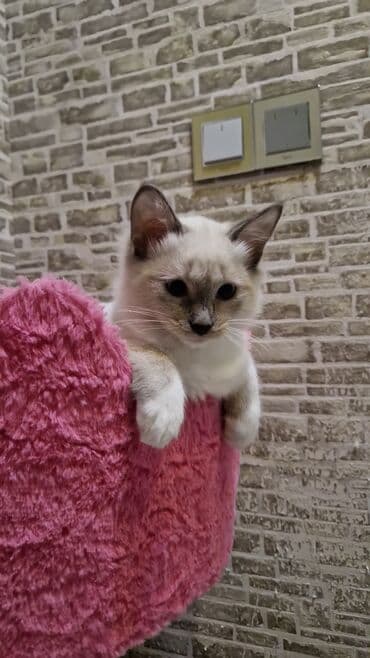 pişik cins: Dişi, Pulsuz çatdırılma — 5