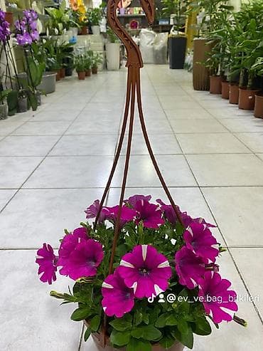 gül buketleri: Asılqan güllər – asma səbətdə dekorativ çiçəkli bitkilər - Asma — 3