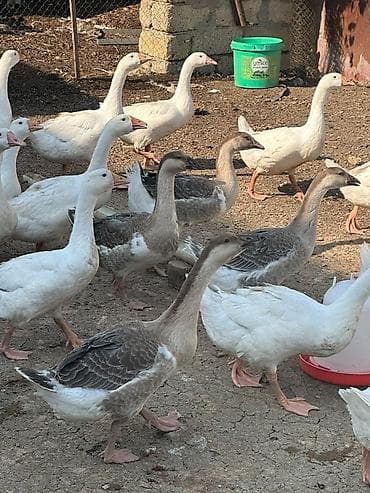 quş qefes: Qaz sürüsü – ağ və boz rəngli yerli ətlik/yumurtalıq linda kuban cinsi — 4