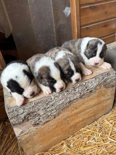 siam pişiyi qiyməti: Alabay, 1 ay, Peyvəndli — 3