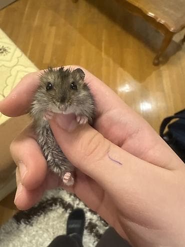 dovsan yemi: Cırtdan hamster – ev heyvanı - Növ: cırtdan (dzungar tipli) hamster - — 2