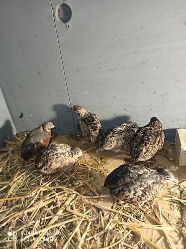 Cin bildircin mayali yumurtalari.rahatliqla inkubatorda cixilar ve — 7