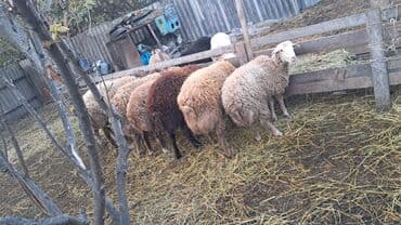 Inəklər, öküzlər: Kesimlik toğlular 6 eded var minimum qiymet 250baslayir — 1