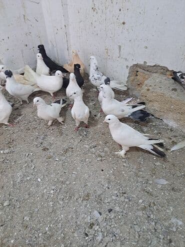 Gəmiricilər: Salam. goyercinler kom 6 manat tek tek 8 manat. goyercinle Bakının — 6