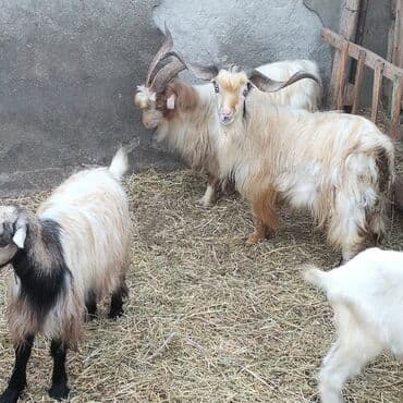 yerli cins inekler: Əmlik cepisler kəsmək üçün say və seçim çoxdur buyurun. alpin çəpiş 3 — 11