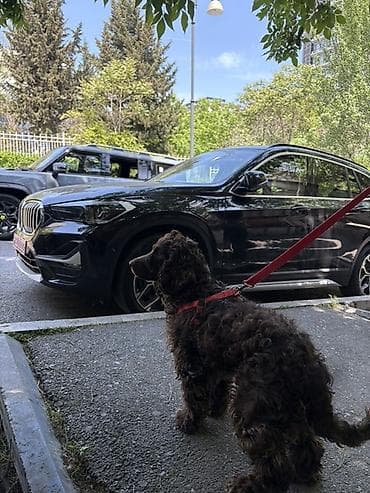 bişik: Cocker spaniel Cütləşməyə dişi axtarırıq Unvan binə qəsəbəsi. Alex — 4