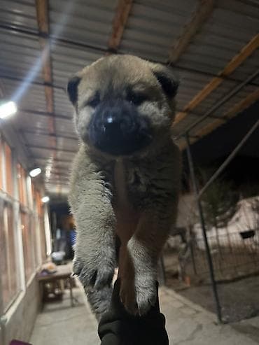Akita-inu, 2 ay, Peyvəndli, Ödənişli çatdırılma