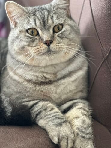 siam pişiyi qiyməti: British Shorthair pişiyi – gümüşi-boz zolaqlı (silver tabby) rəng, iri — 1