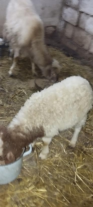 Akvariumlar: Ana bala qoyun satilirbala 2 ayliq erkekdi — 2