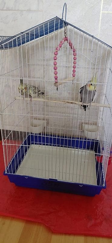 quşlar: Iki eded korella fere xoruz saglam quslardi cutu 130 manata qefesle — 1