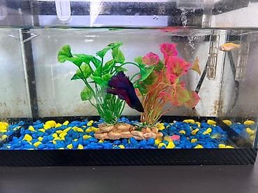 it sekisi: Masaüstü akvarium seti - Şüşə akvarium: düzbucaqlı forma, kompakt — 9