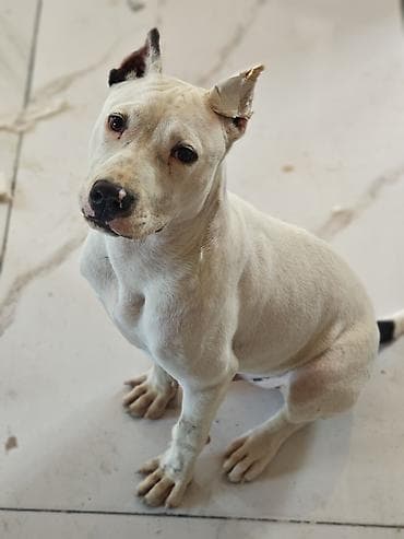 kangal iti satisi: Pitbul, 6 ay, Erkək, Peyvəndli — 2
