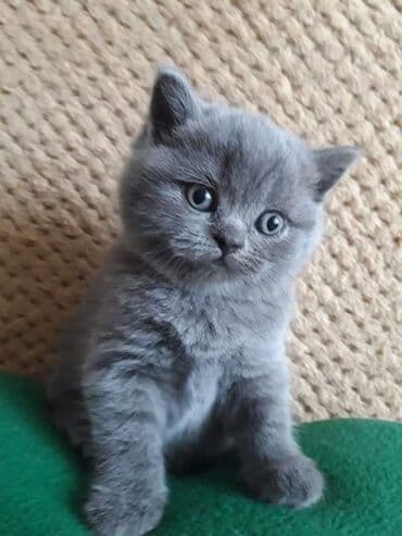 сколько стоят британские котята: Британская — 1