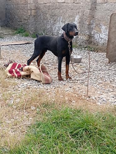 xasqi itləri: Doberman, Erkek, Peyvəndli — 2