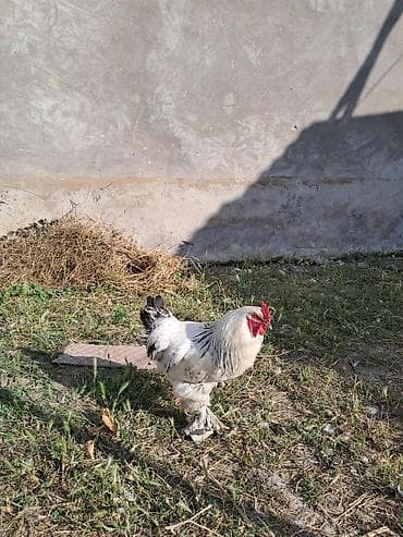 bildircin satisi tap az: Toyuq, Brama, Damazlıq — 2
