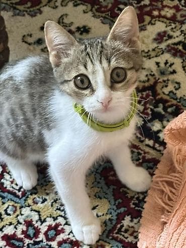 - Məhsul: Ev pişiyi (balaca) - Rəng və naxış: Ağ bədən, bel və baş lalafo.az -da - Məhsul: Ev pişiyi (balaca) - Rəng və naxış: Ağ bədən, bel və baş