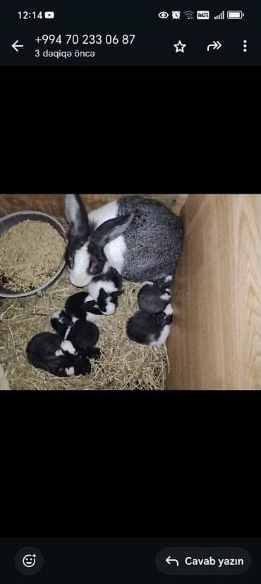 ordek bala: Unvan Sulutəpə
Say 7 ədəd
Tam saglam 14-15gunluk balalar — 7