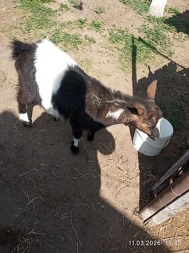 Quşlar: Dişi çəpiş. Təkəyə gəlib ya yox bilmirəm. bir yaşı yayda olacaq.biraz — 1