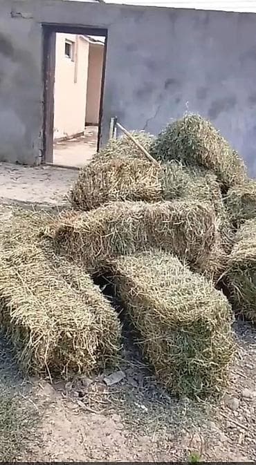 broyler yemi: Şekil şertidi ot ela otdu yoncanın yarpaqı ustunde qalıb 3.50 qiymeti — 1