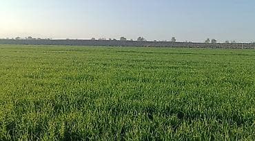 Kənd təsərrüfatı