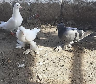 rhode island red: Iri lelekli kekilli quslar satilir hamisi ebresden — 10