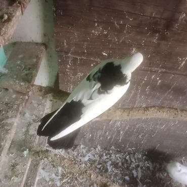 pavlin goyərcin: Qara boyun deste qara quyruq erkek mayad 2- birlikde 30 azn 1 eded — 5