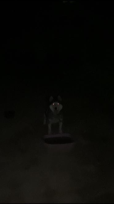 alabay itleri: Xaski — 3