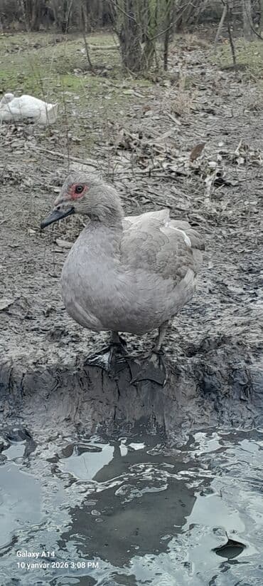Dişi, | Lal ördək, Damazlıq lalafo.az -da Dişi, | Lal ördək, Damazlıq